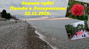 Зимнее чудо! Погода в Лазаревском 22.12.2025