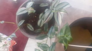 22.12.2025 Традесканции. Внеплановая пересадка.