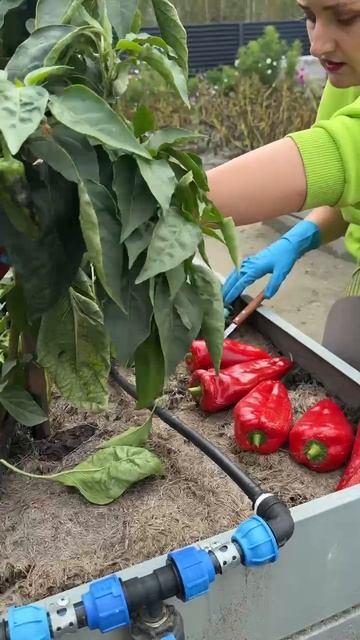 ПЕРЕЦ БОЛГАРИН урожай 2025 смотреть онлайн