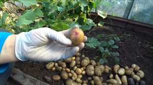 Не меняйте сорта картофеля!