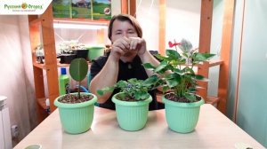 Нужно ли подкармливать комнатные растения зимой?