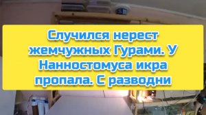 Случился нерест жемчужных Гурами. У Нанностомуса икра пропала. С разводни