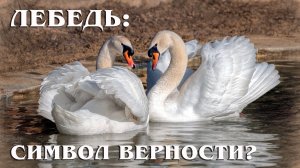 Лебедь: Птица с Характером | Интересные факты про лебедей