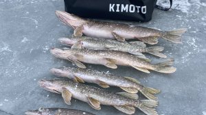 Открытие зимнего сезона, ловля на жерлицы ✅🎣