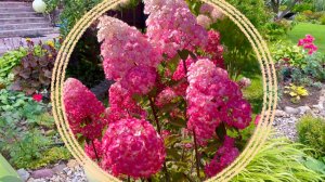 Пересадки / рокарий / гортензии. Август. Садовый дневник.