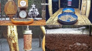 #онлайн_кормушка_для_птиц. 22 декабря 2025 года. г. Калуга