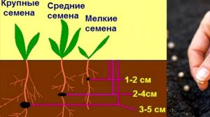Причины низкой всхожести семян.