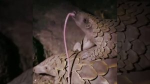 Природа наделила панголинов необычайно длинным языком .....