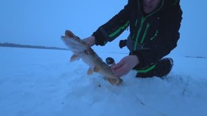 РЫБАЛКА НА ЖЕРЛИЦЫ В ДЕЛЬТЕ СЕВЕРНОЙ ДВИНЫ. ЯКУТИЯ РЯДОМ)