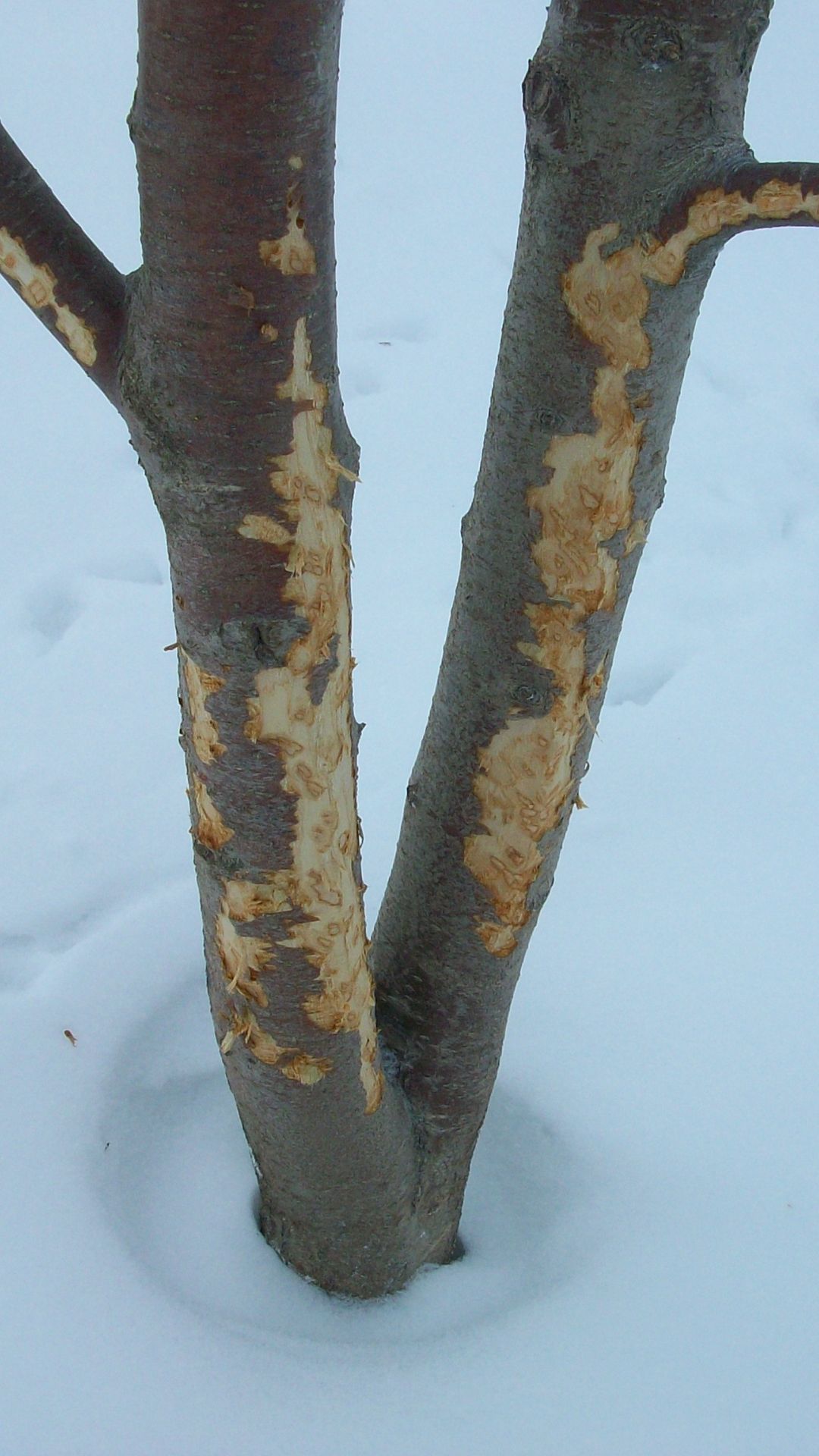 СПАСАЕМ ДЕРЕВЬЯ ОТ ГРЫЗУНОВ ЭТИМ смотреть онлайн