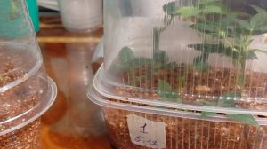 Мои розы Кордано и укоренюшки не как у всех