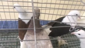 ВЫСТАВКА ГОЛУБЕЙ В УФЕ 21 ДЕКАБРЯ 2025 ГОДА.