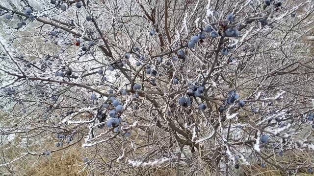 Зимняя вишня Новогодний дёрн смотреть онлайн