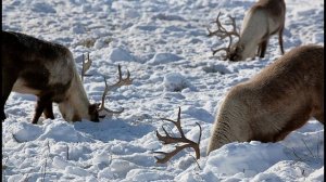 Как северный олень выживает зимой?