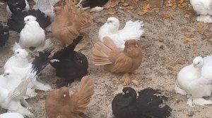 Голуби Александра Кирьянова.