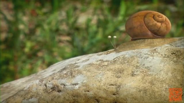 Букашки ТВ - Сон улитки смотреть онлайн