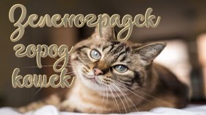 Калининград. Зеленоградск обзор