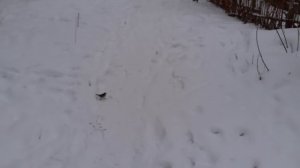 Мишка на прогулке.