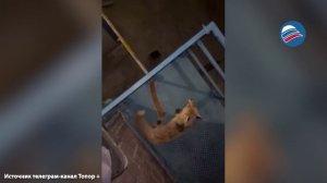 Бешеная лиса атаковала сотрудницу АЗС в Казахстане