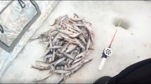 Ловля ельца на р.Ташма.  Хороший клев, только елец мелковат...