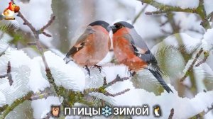 Птицы зимой в лесу 🐦⬛🦉🦅 видео для отдыха душой 🌲(1)