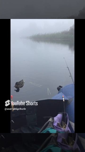 Ленобласть. Хвойное. 04.09.2024. Вуокса. Рыбалка на поплавочную удочку. Рыбка для утят