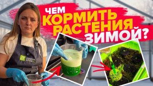 ПОМОГАЕМ РАСТЕНИЯМ ЗИМОЙ