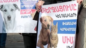 Зоозащитники выступили против усыпления здоровых животных в приютах Армении
