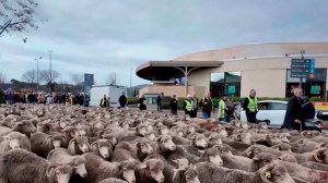 Французские фермеры начали перекрывать дороги с помощью овец