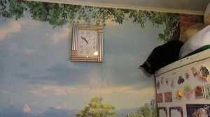Кошка Люська. Кошка и настенные часы. Неужели достанет?