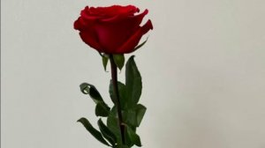 Как порадовать близких, если находишься далеко? 🌍💖