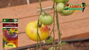 Оригинальный сорт томата -  НОВИНКА 2026! Сочный десертный биф-томат САРТ РОЛУАЗ