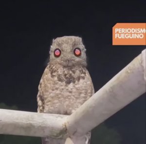 Сканируем вас....