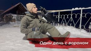 Один день из жизни ворона Гоши