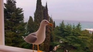 Чайки-попрошайки на балконе.