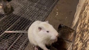 Собираю СЕМЬЮ НУТРИЙ