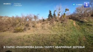 В парке «Максимова дача» уберут аварийные деревья