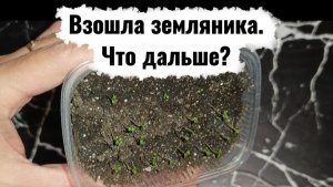 Земляника взошла. Как окучить и правильно поливать