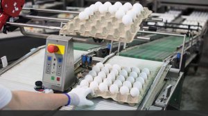 Занимающая 20% рынка куриных яиц в ЦФО фабрика «Волжанин» приостановила поставки