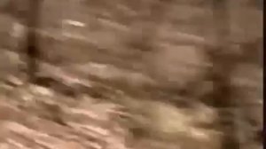 Чечня, спецназ