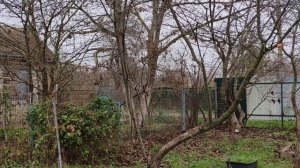 Зима на Ромашковой. Приехала кошек пересчитать. Закончили сезон. Краснодар, дача, 22.12.2025.