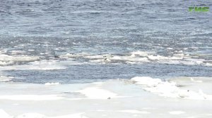 Как распознать опасный лёд: 3 цветовых признака, которые спасут жизнь