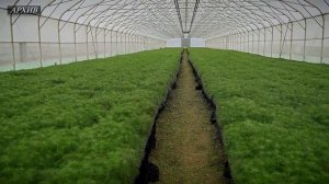 В Тверской области выращено рекордное количество сеянцев хвойных деревьев