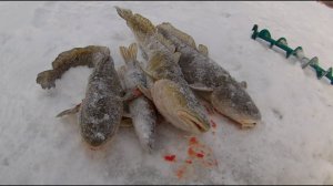 Ловля налима. Схватила щука. Очередная проверка поставух