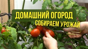 Домашний огород: что делать, если растения сбрасывают цвет