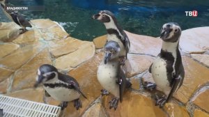 Пингвины Гумбольдта в Приморском океанариуме приносят потомство круглый год