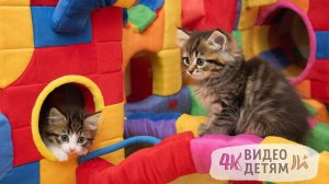 ДЕТЯМ - МАЛЫШАМ - развлекательное