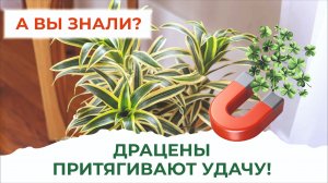 Об уходе за Драценой-талисманом: пересадка, обрезка и полив