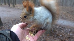 Толстая проголодалась. Зарисовка