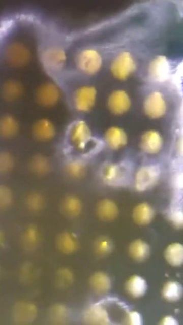 замена микросхемы питания #shorts #телефон #remontapple смотреть онлайн